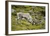 Norway, Western Spitsbergen. Svalbard Reindeer Adult Buck Foraging-Steve Kazlowski-Framed Photographic Print