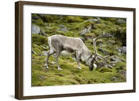 Norway, Western Spitsbergen. Svalbard Reindeer Adult Buck Foraging-Steve Kazlowski-Framed Photographic Print