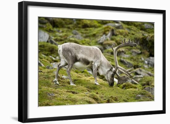 Norway, Western Spitsbergen. Svalbard Reindeer Adult Buck Foraging-Steve Kazlowski-Framed Photographic Print