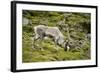 Norway, Western Spitsbergen. Svalbard Reindeer Adult Buck Foraging-Steve Kazlowski-Framed Photographic Print