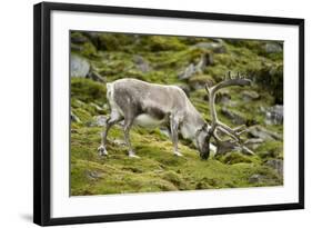 Norway, Western Spitsbergen. Svalbard Reindeer Adult Buck Foraging-Steve Kazlowski-Framed Photographic Print