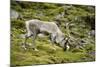 Norway, Western Spitsbergen. Svalbard Reindeer Adult Buck Foraging-Steve Kazlowski-Mounted Photographic Print