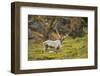 Norway, Western Spitsbergen. Svalbard Reindeer Adult Buck Foraging-Steve Kazlowski-Framed Photographic Print