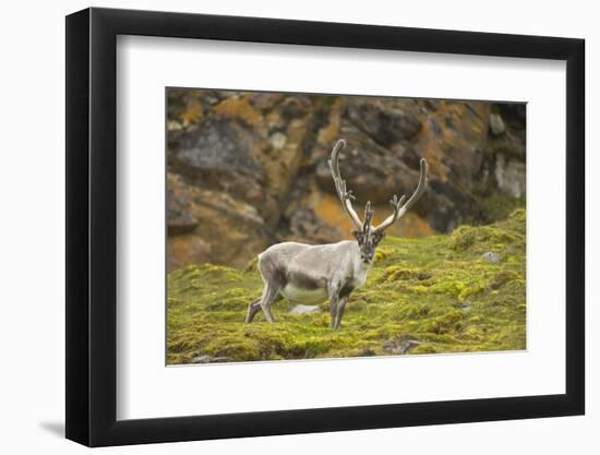 Norway, Western Spitsbergen. Svalbard Reindeer Adult Buck Foraging-Steve Kazlowski-Framed Photographic Print