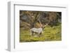 Norway, Western Spitsbergen. Svalbard Reindeer Adult Buck Foraging-Steve Kazlowski-Framed Photographic Print