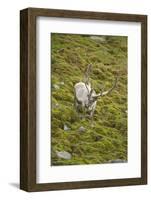 Norway, Western Spitsbergen. Svalbard Reindeer Adult Buck Foraging-Steve Kazlowski-Framed Photographic Print