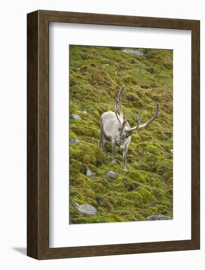 Norway, Western Spitsbergen. Svalbard Reindeer Adult Buck Foraging-Steve Kazlowski-Framed Photographic Print