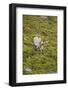 Norway, Western Spitsbergen. Svalbard Reindeer Adult Buck Foraging-Steve Kazlowski-Framed Photographic Print