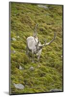 Norway, Western Spitsbergen. Svalbard Reindeer Adult Buck Foraging-Steve Kazlowski-Mounted Photographic Print