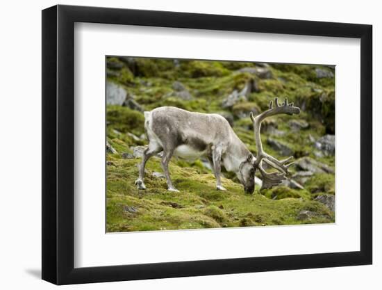 Norway, Western Spitsbergen. Svalbard Reindeer Adult Buck Foraging-Steve Kazlowski-Framed Photographic Print