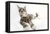 Norwegian and Silver Tabby Cat Mackerel and White-null-Framed Stretched Canvas