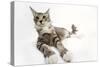 Norwegian and Silver Tabby Cat Mackerel and White-null-Stretched Canvas