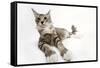 Norwegian and Silver Tabby Cat Mackerel and White-null-Framed Stretched Canvas