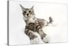 Norwegian and Silver Tabby Cat Mackerel and White-null-Stretched Canvas