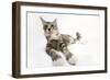 Norwegian and Silver Tabby Cat Mackerel and White-null-Framed Photographic Print