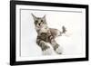 Norwegian and Silver Tabby Cat Mackerel and White-null-Framed Photographic Print