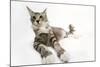 Norwegian and Silver Tabby Cat Mackerel and White-null-Mounted Photographic Print