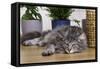 Norwegian Cat Silver Tabby Mackerel and White-null-Framed Stretched Canvas