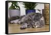 Norwegian Cat Silver Tabby Mackerel and White-null-Framed Stretched Canvas