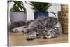 Norwegian Cat Silver Tabby Mackerel and White-null-Stretched Canvas