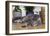 Norwegian Cat Silver Tabby Mackerel and White-null-Framed Photographic Print