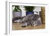 Norwegian Cat Silver Tabby Mackerel and White-null-Framed Photographic Print