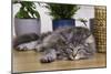 Norwegian Cat Silver Tabby Mackerel and White-null-Mounted Photographic Print