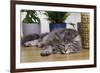 Norwegian Cat Silver Tabby Mackerel and White-null-Framed Photographic Print