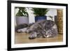 Norwegian Cat Silver Tabby Mackerel and White-null-Framed Photographic Print