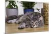Norwegian Cat Silver Tabby Mackerel and White-null-Mounted Photographic Print