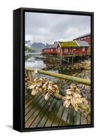 Norwegian Cod Fishing Town of Reine, Lofoton Islands, Norway, Scandinavia, Europe-Michael Nolan-Framed Stretched Canvas