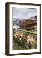 Norwegian Cod Fishing Town of Reine, Lofoton Islands, Norway, Scandinavia, Europe-Michael Nolan-Framed Photographic Print