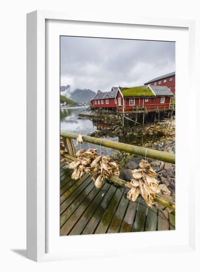 Norwegian Cod Fishing Town of Reine, Lofoton Islands, Norway, Scandinavia, Europe-Michael Nolan-Framed Photographic Print