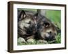 Norwegian Elkhound Puppies Lying in Grass-Adriano Bacchella-Framed Photographic Print