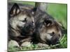 Norwegian Elkhound Puppies Lying in Grass-Adriano Bacchella-Mounted Photographic Print