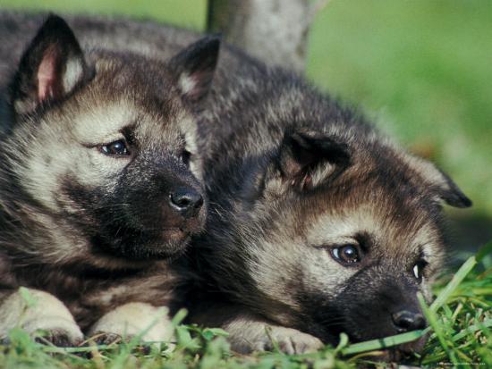 'Norwegian Elkhound Puppies Lying in Grass' Photographic Print ...