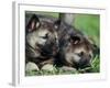 Norwegian Elkhound Puppies Lying in Grass-Adriano Bacchella-Framed Photographic Print