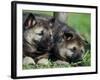 Norwegian Elkhound Puppies Lying in Grass-Adriano Bacchella-Framed Photographic Print