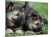 Norwegian Elkhound Puppies Lying in Grass-Adriano Bacchella-Mounted Photographic Print