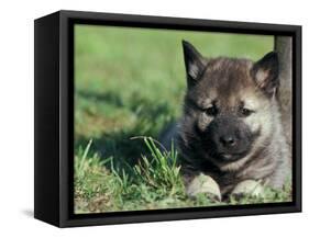 Norwegian Elkhound Puppy Lying in Grass-Adriano Bacchella-Framed Stretched Canvas