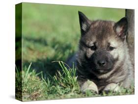 Norwegian Elkhound Puppy Lying in Grass-Adriano Bacchella-Stretched Canvas