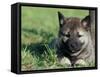 Norwegian Elkhound Puppy Lying in Grass-Adriano Bacchella-Framed Stretched Canvas