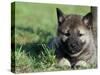 Norwegian Elkhound Puppy Lying in Grass-Adriano Bacchella-Stretched Canvas