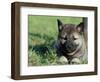 Norwegian Elkhound Puppy Lying in Grass-Adriano Bacchella-Framed Premium Photographic Print