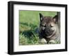 Norwegian Elkhound Puppy Lying in Grass-Adriano Bacchella-Framed Premium Photographic Print