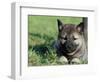 Norwegian Elkhound Puppy Lying in Grass-Adriano Bacchella-Framed Premium Photographic Print
