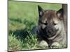 Norwegian Elkhound Puppy Lying in Grass-Adriano Bacchella-Mounted Premium Photographic Print