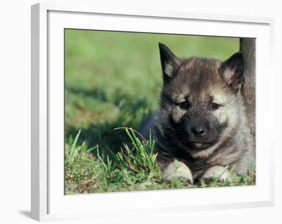 Norwegian Elkhound Puppy Lying in Grass-Adriano Bacchella-Framed Photographic Print
