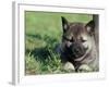 Norwegian Elkhound Puppy Lying in Grass-Adriano Bacchella-Framed Photographic Print