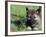 Norwegian Elkhound Puppy Lying in Grass-Adriano Bacchella-Framed Photographic Print